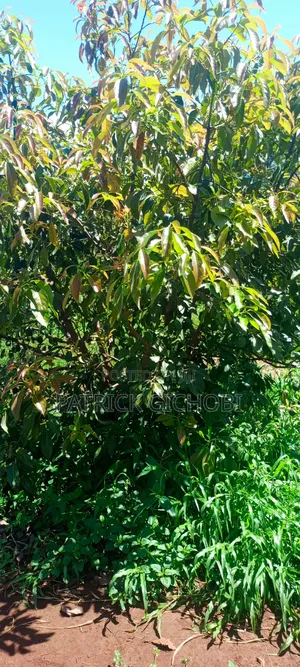 3 Acres Fully Developed With Mature Avocados Trees