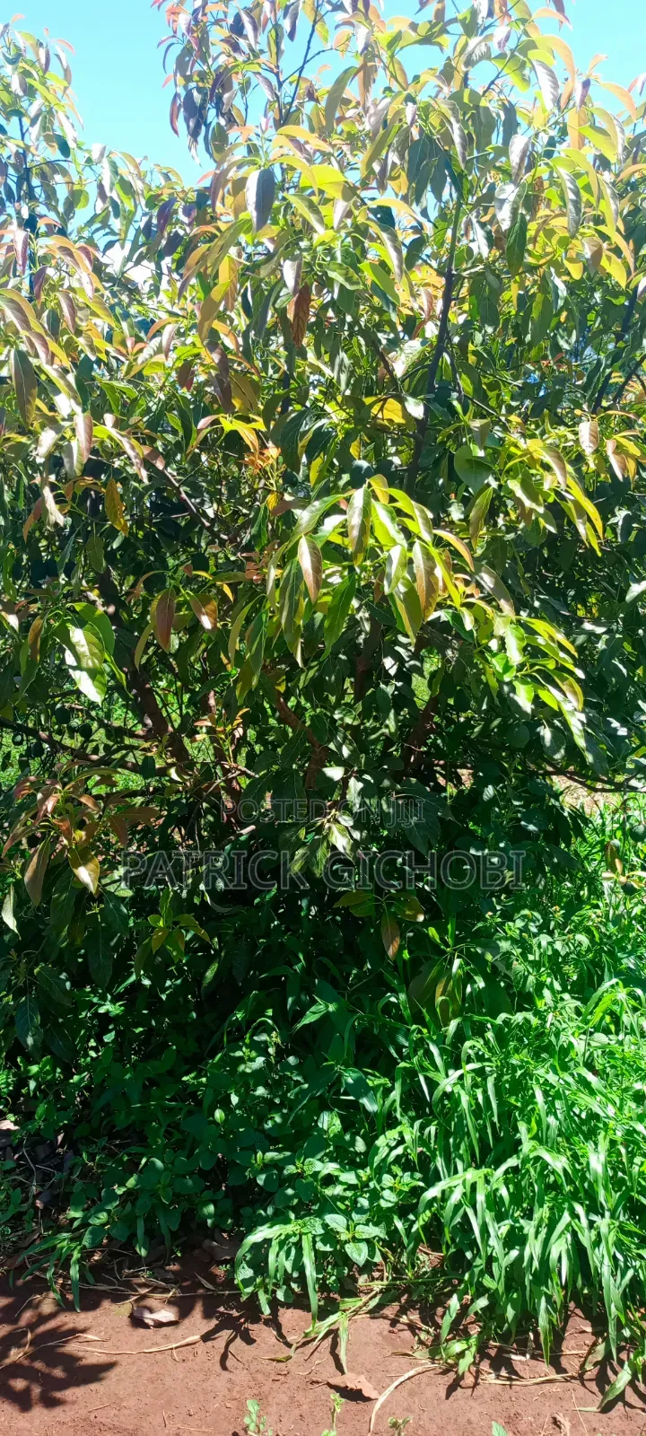 3 Acres Fully Developed With Mature Avocados Trees