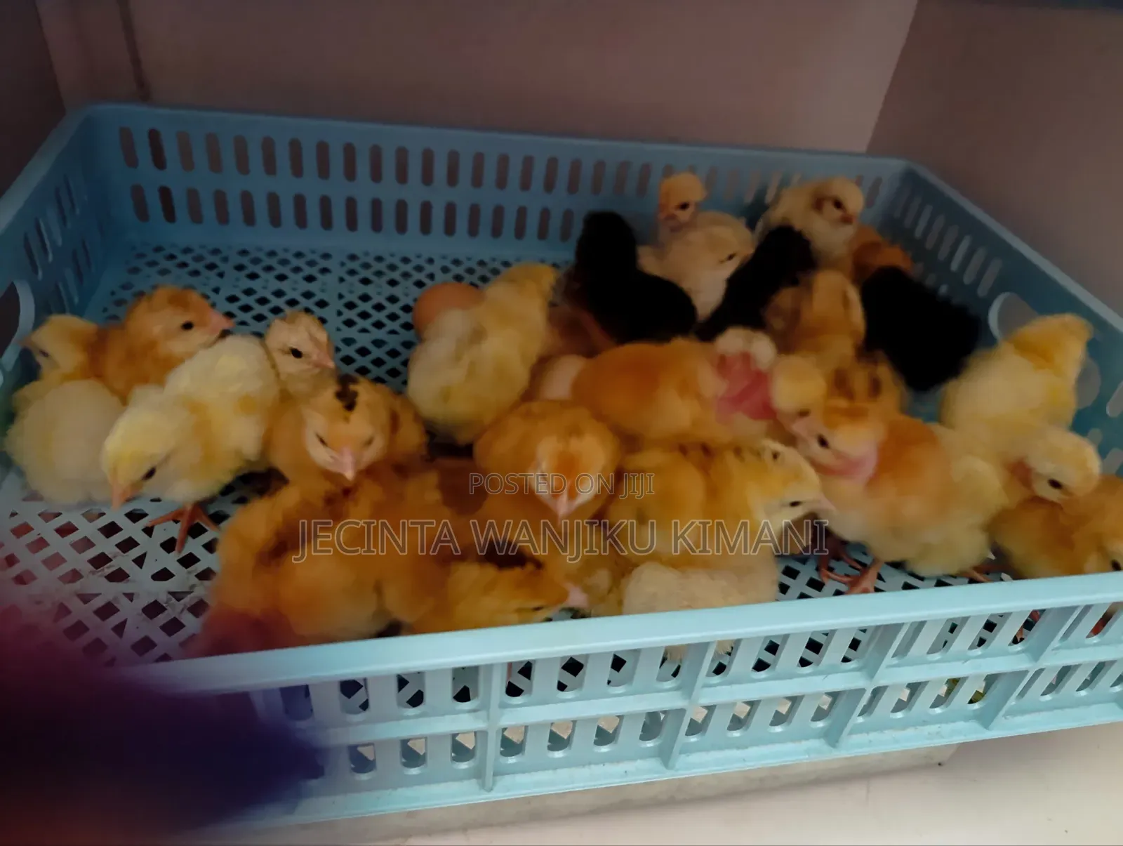 Kienyeji Chicks Available From Day Old