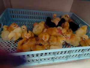 Kienyeji Chicks Available From Day Old