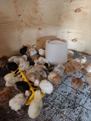 Kienyeji Chicks Available From Day Old