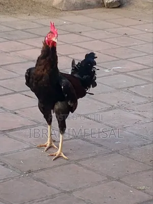 Keinyeji Jogoo