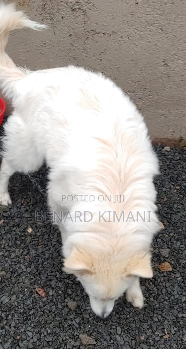 3-6 months Female Purebred Havanese - thumbnail 2