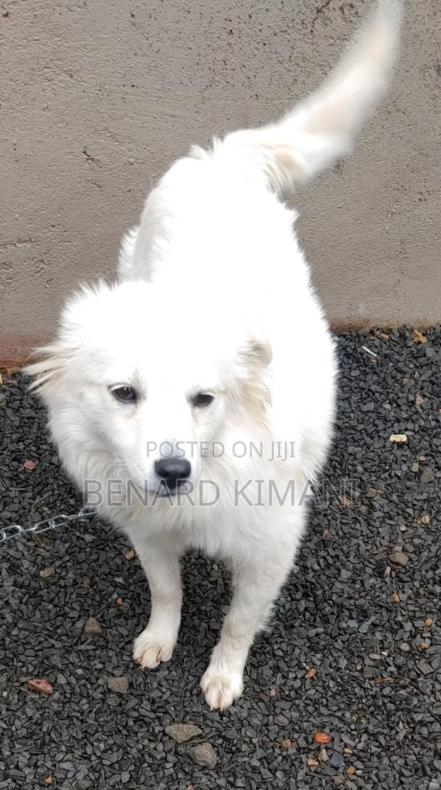 3-6 months Female Purebred Havanese - thumbnail 4