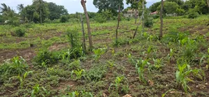 Land for Sale in Kikambala