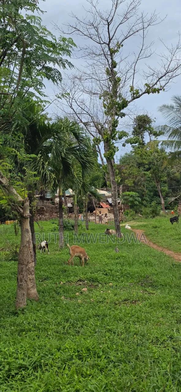 Land for Sale in Kikambala - thumbnail 5