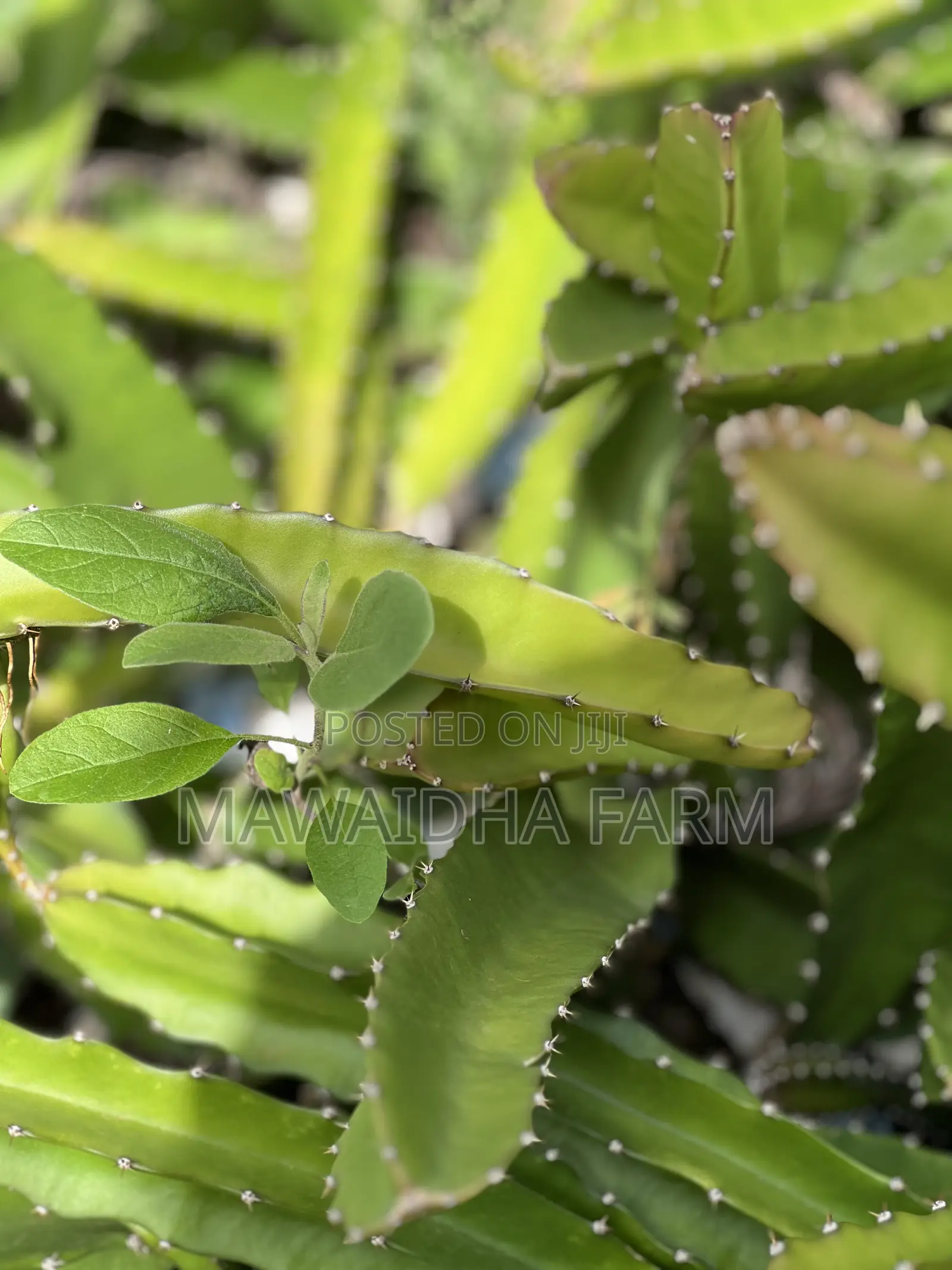 Dragon Fruit Seedlings Well Rooted Always Available