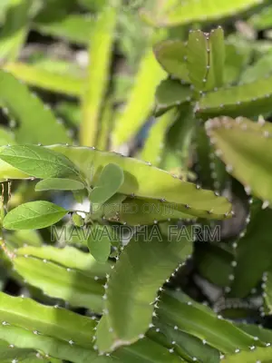 Dragon Fruit Seedlings Well Rooted