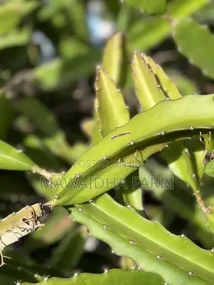 Dragon Fruit Seedlings Well Rooted Always Available