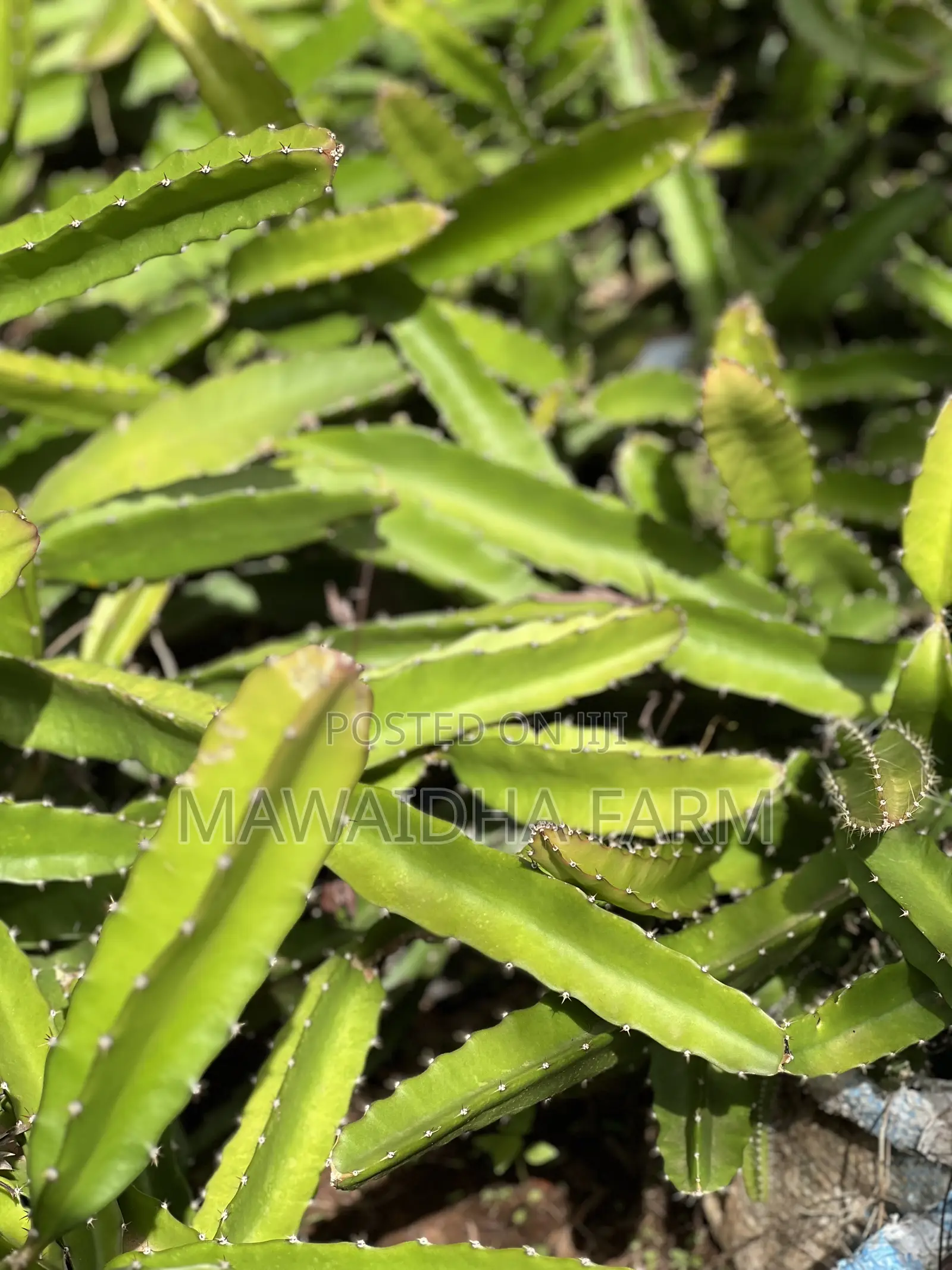 Dragon Fruit Seedlings Well Rooted Always Available
