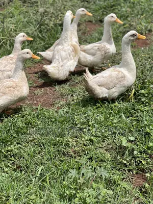 Pekin Mature Female Ducks