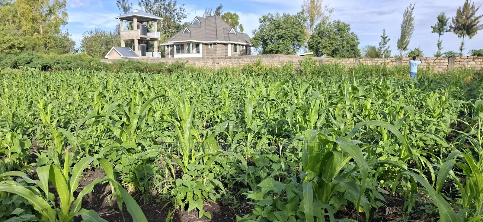 100x100 Available Residential Plot in Ruia Next Citam Church