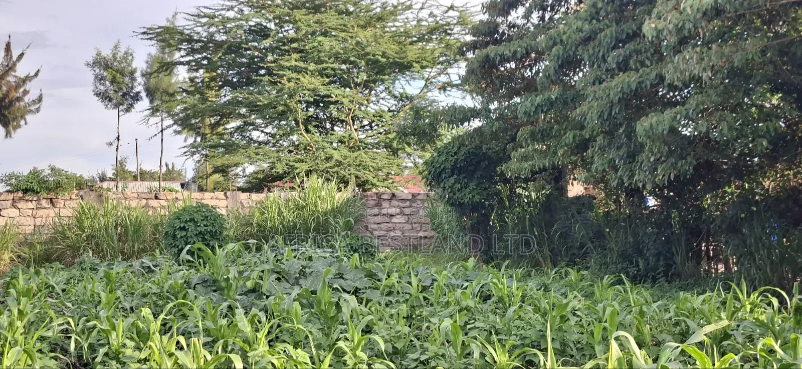 100x100 Available Residential Plot in Ruia Next Citam Church