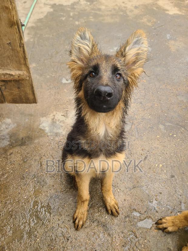 3-6 months Female Purebred German Shepherd