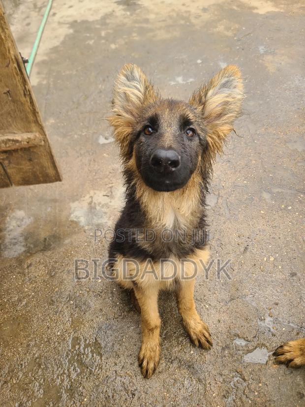 3-6 months Female Purebred German Shepherd - thumbnail 2