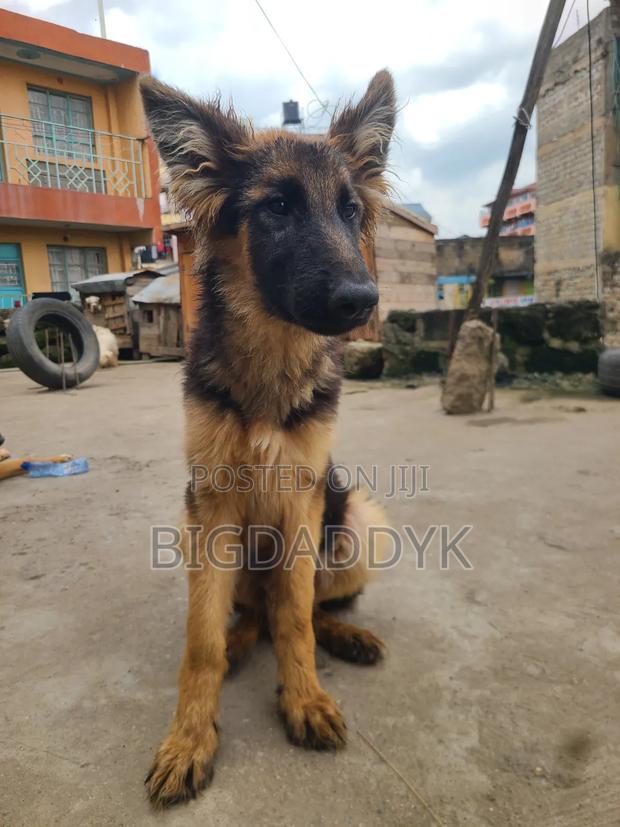 3-6 months Female Purebred German Shepherd - thumbnail 3