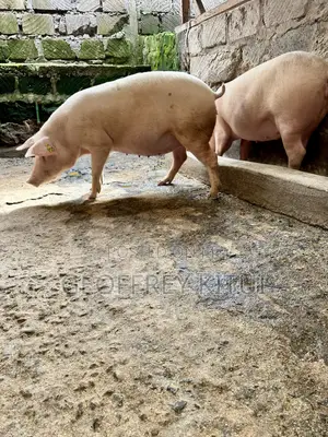 Served Gilts