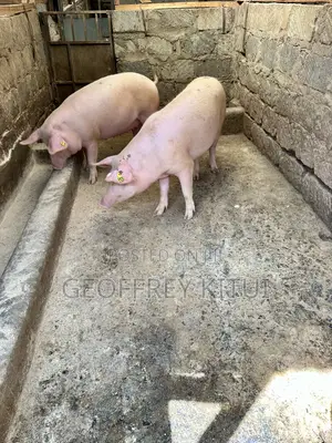 Served Gilts