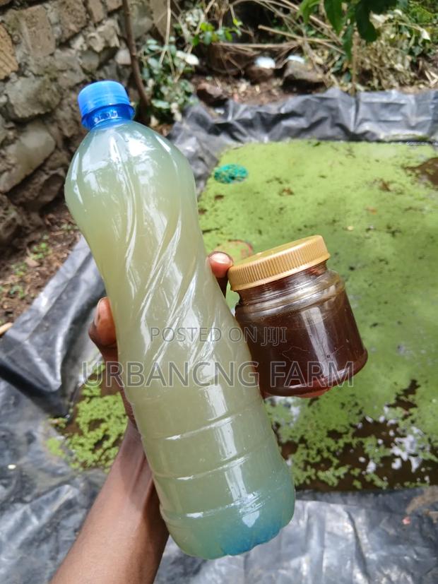 Water Kefir Grains - thumbnail 6