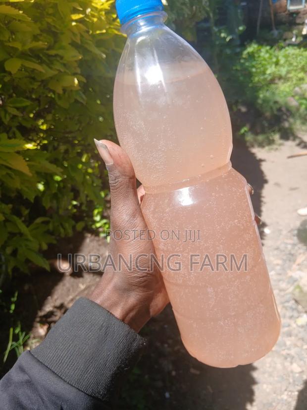 Water Kefir Grains - thumbnail 7