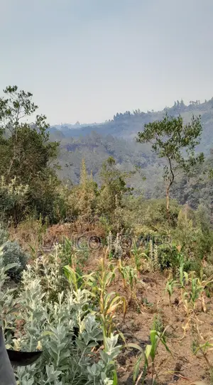 45 Acres Land Bordering Permanent River