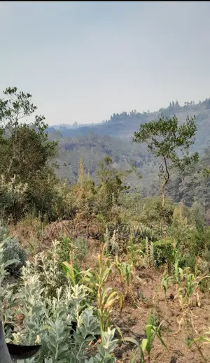 45 Acres Land Bordering Permanent River