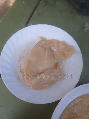Fresh Kombucha Scoby
