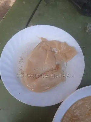 Fresh Kombucha Scoby