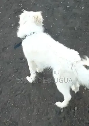 1+ year Male Mixed Breed Chihuahua
