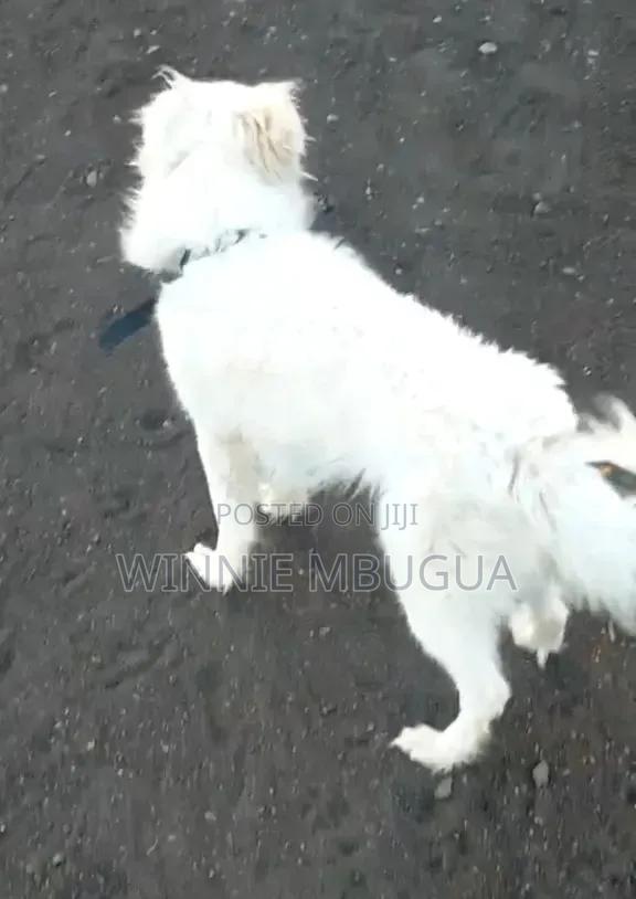 1+ year Male Mixed Breed Chihuahua