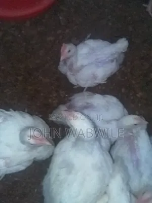 Broilers Chicken