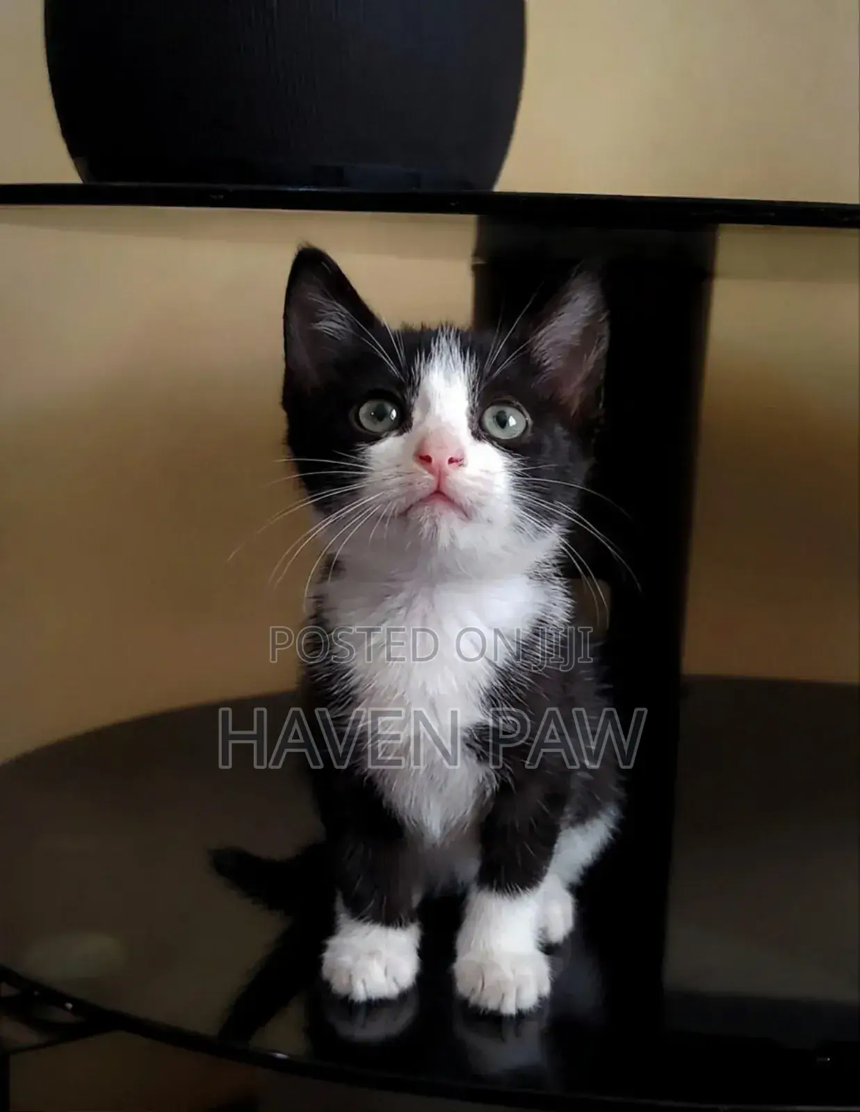 1-3 months Male Mixed Breed Tabby