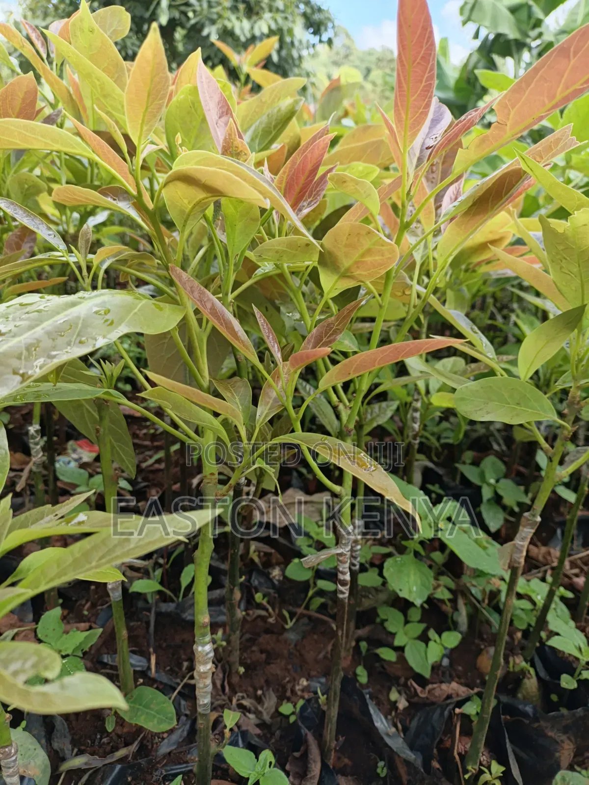 Hass Seedlings on Sale