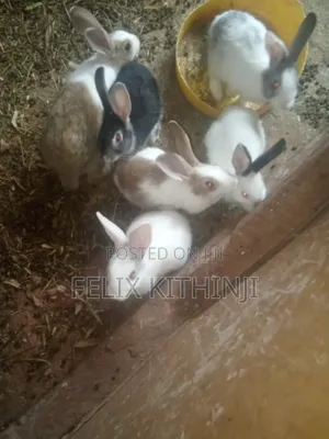 Rabbits Kittens