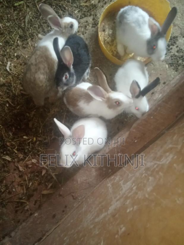 Rabbits Kittens - main view