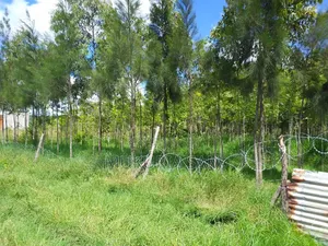 1/2 Acre Land in Rangau for Sale