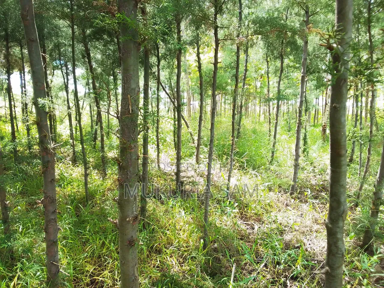 1/2 Acre Land in Rangau for Sale