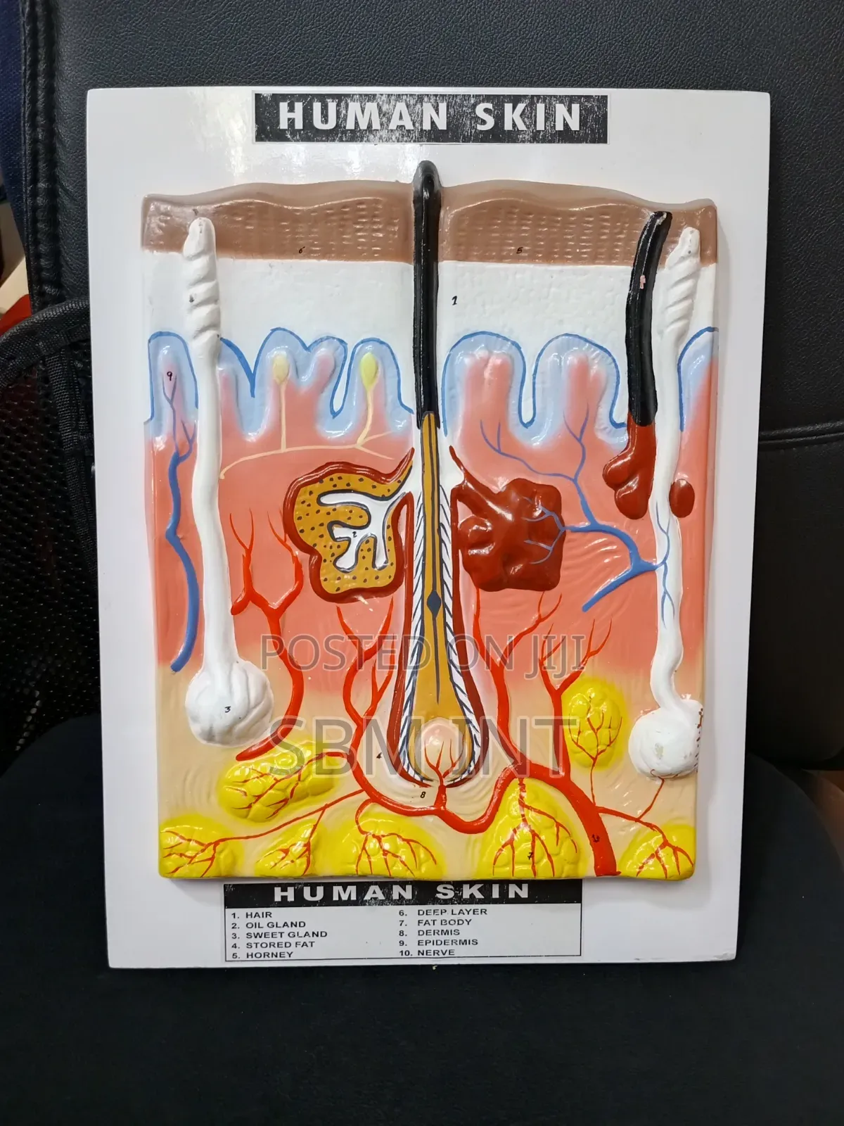 Human Skin Board