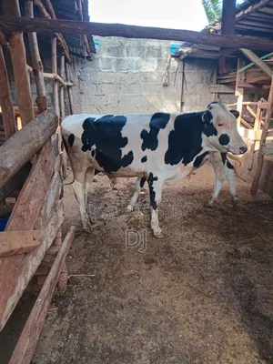 Hostein Freshian Cattle