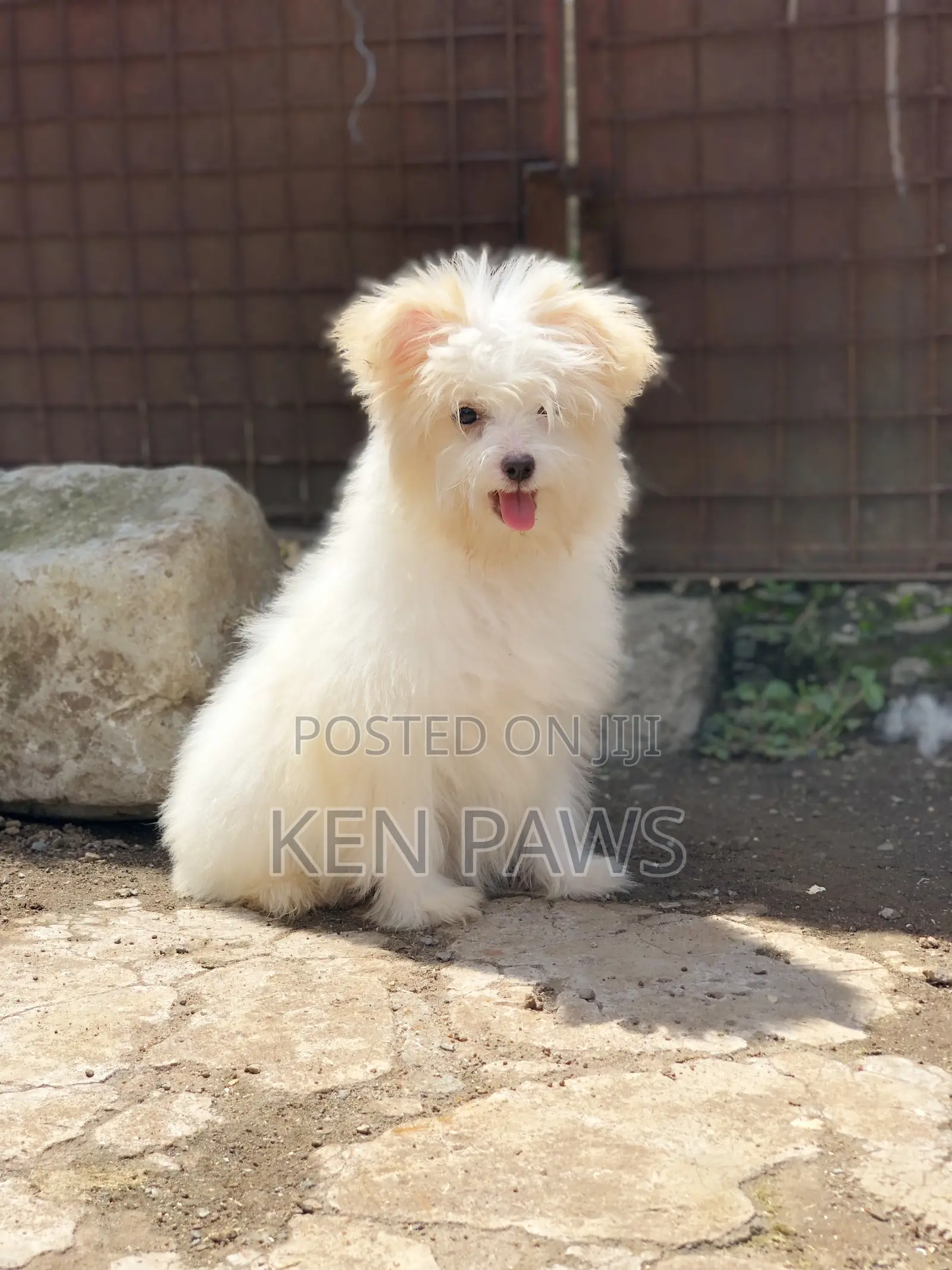 1-3 months Male Purebred Havanese