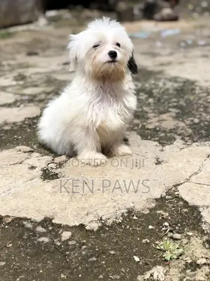 1-3 months Male Purebred Havanese