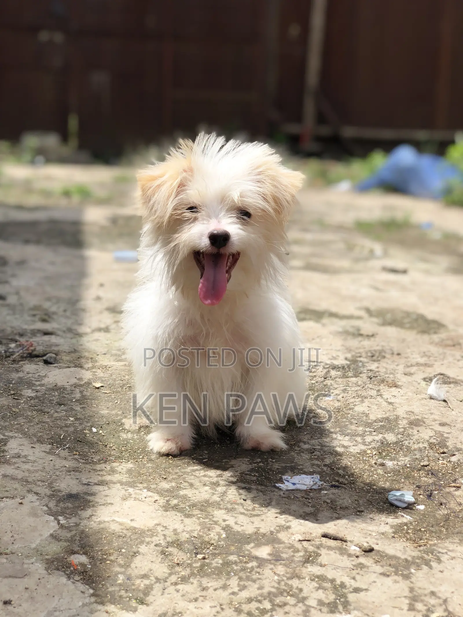 1-3 months Male Purebred Havanese