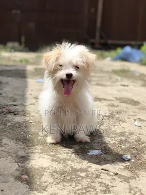 1-3 months Male Purebred Havanese