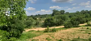 Palakumi/Ganze