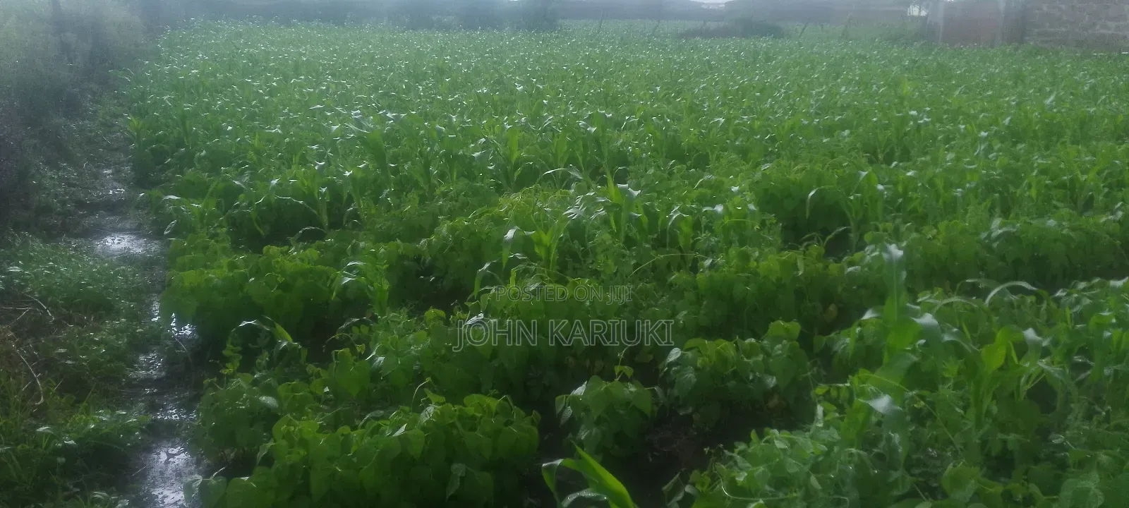 2 Plots for Sale 50by100*2