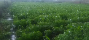 2 Plots for Sale 50by100*2