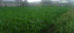 2 Plots for Sale 50by100*2