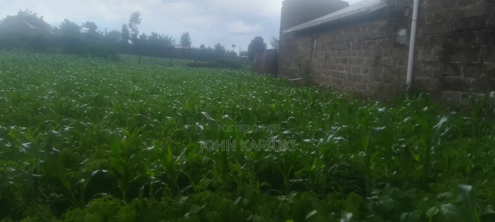 2 Plots for Sale 50by100*2