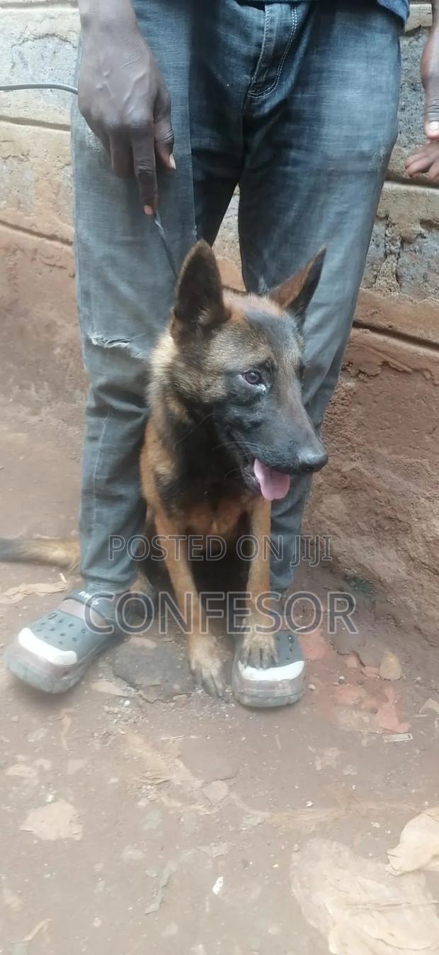 1+ year Male Purebred Belgian Malinois