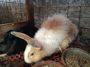 Angora Rabbits
